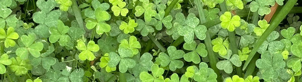 header_image